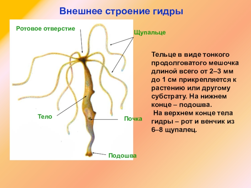 Кракен даркшоп